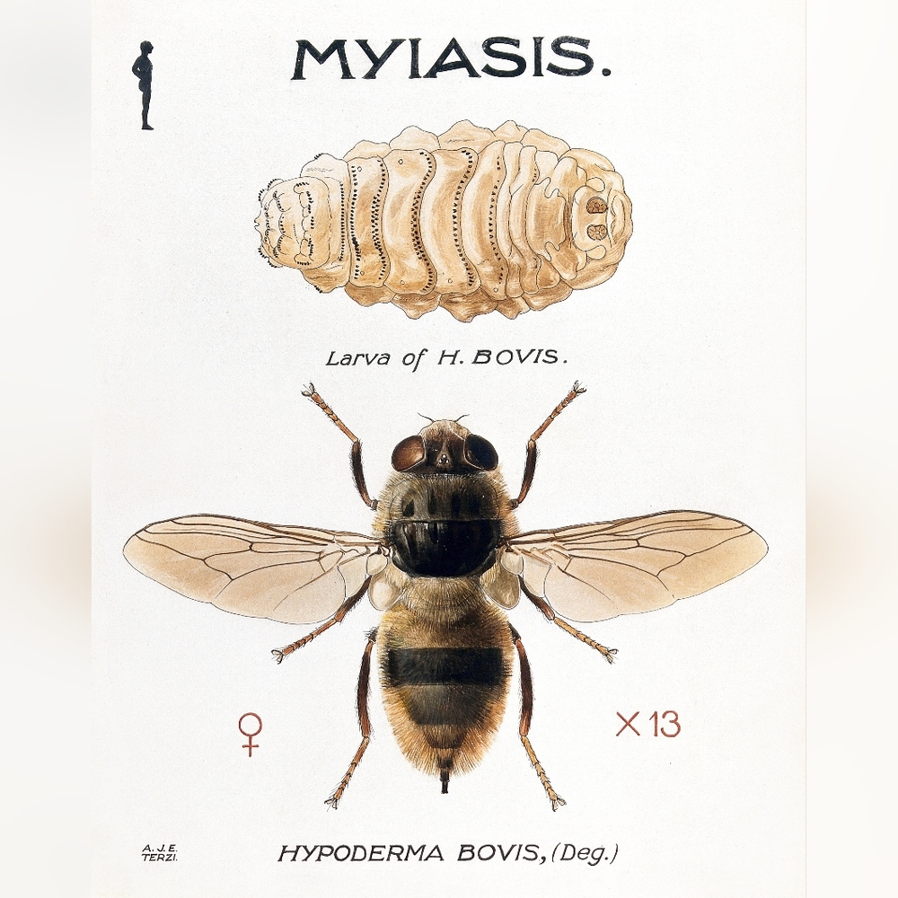 Myiasis Insect Illustration Art Print